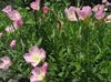 pink Flower White Buttercup, Pale Evening Primrose photo