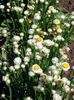 თეთრი ყვავილების Winged მარადიული ფოტო