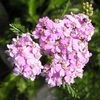 roz Floare Coada Soricelului, Coada-Șoricelului, Staunchweed, , Woundwort Thousandleaf, Soldat Sângeros fotografie