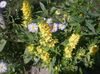 ყვითელი ყვავილების ყვითელი Loosestrife ფოტო