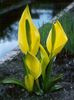 july Yellow skunk cabbage