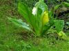 white Flower Yellow skunk cabbage photo