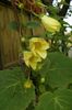 jaune Fleur Cloches De Cire Jaune photo