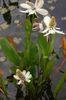 alb Floare Yerba Mansa, Anemone False, Șopârlă Coada fotografie