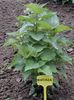 green Plant Anise Hyssop, Licorice Mint photo (Leafy Ornamentals)