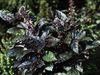 dunkel-grün Pflanze Basilikum foto (Dekorative-Laub)