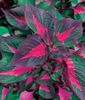 разноцветный Растение Перилла фото (Декоративно-Лиственные)