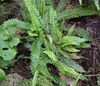 green Plant Blechnum photo (Ferns)