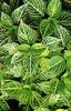 зелен Биљка Блоодлеаф, Пилетина Гиззард фотографија (Декоративно Лиснато)