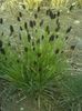 зелений Рослина Сеслерія фото (Злаки)