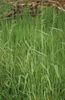 Bowles Golden Grass, Golden Millet Grass, Golden Wood Millet