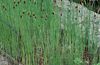 绿  阔叶香蒲，芦苇，哥萨克芦笋，旗子，芦苇钉头锤，矮香蒲，香蒲婀娜 照片 (水生植物)