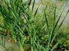 მწვანე  ფოთლოვანი Cattail, ტოტორათი, კაზაკთა Asparagus, დროშები, ლერწამი ჯავზი, ჯუჯა Cattail, მოხდენილი Cattail ფოტო (წყლის მცენარეები)
