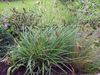 зелен Растение Carex, Острица снимка (Житни)