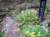 verde Impianto Carex, Falasco foto (Graminacee)