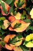 zaļš  Hameleons Augs foto (Lapu Dekoratīvie Augi)