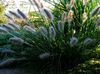 Chinese fountain grass, Pennisetum 