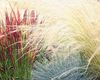 Getreide Cogon Gras, Satintail, Japanisches Blut Gras