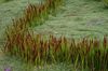 rood Plant Cogon Gras, Satintail, Japanse Bloed Gras foto (Granen)