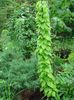 緑豊かな観葉植物 ヤマノイモ属Caucasica