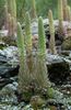 šviesiai žalia augalas Dunce Anketa Dangteliai nuotrauka (Lapinės Dekoratyviniai Augalai)