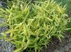 жълт Растение Джудже Бяла Ивица Бамбук, Kamuro-Zasa снимка (Житни)