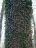 lapinės dekoratyviniai augalai Anglų Gebenė, Bendra Ivy