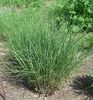 Eulalia, Maiden Grass, Zebra Grass, Chinese Silvergrass