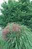 зелен Растение Еулалия, Моминско Трева, Зебра Трева, Китайски Silvergrass снимка (Житни)