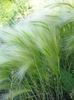 silvery Foxtail barley, Squirrel-Tail