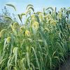 green Plant Foxtail Millet photo (Cereals)