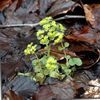 svetlo-zelena Rastlina Golden Saxifrage fotografija (Okrasna Listnata)