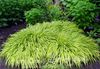 Hakone Grass, Japanese Forest Grass