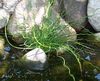 зеленый  Ситник фото (Водные)