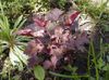 weinig Pflanze Heuchera, Korallenrote Blumen, Korallen Glocken, Alumroot foto (Dekorative-Laub)