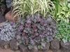 purpurs Augs Heuchera, Koraļļu Ziedu, Koraļļu Zvaniņi, Alumroot foto (Lapu Dekoratīvie Augi)