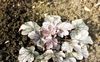 silvery Plant Heuchera, Coral flower, Coral Bells, Alumroot photo (Leafy Ornamentals)