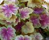 çok renkli Bitki Heuchera, Mercan Çiçek, Mercan Çan, Alumroot fotoğraf (Yapraklı Süs)