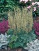 zelená Rostlina Heuchera, Korálový Květina, Korálové Zvony, Alumroot fotografie (Dekorativní-Listnaté)