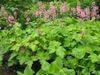 groen Plant Heucherella, Schuimende Klokken foto (Lommerrijke Sierplanten)