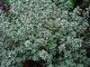 leveles dísznövények Citromos Kakukkfű
