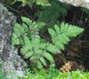 зеленый Растение Гимнокарпиум фото (Папортники)