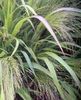 šviesiai žalia augalas Myliu Žolę nuotrauka (Javai)