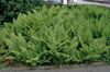 зелений Рослина Щитовник фото (Папортнікі)