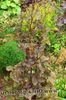 Mitsu-Ba, Japansk Honeywort, Japansk Persilja
