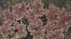 burgunder, claret  Mygg Plante, Mygg Bregne bilde (Vannplanter)
