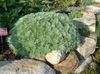 silvery Plant Mugwort dwarf photo (Leafy Ornamentals)