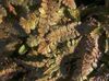 bruin Plant Nieuw-Zeeland Koperen Knopen foto (Lommerrijke Sierplanten)