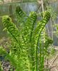 zöld Növény Strucc Páfrány, Kerti Páfrány, Tollaslabda Páfrány fénykép (Páfrányok)