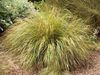 L'herbe Queue De Faisan, Plume Herbe, L'herbe Vent Nouveau Zélande